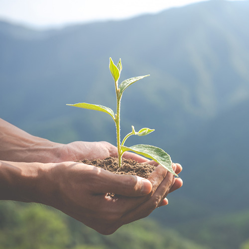 Pledge to plant